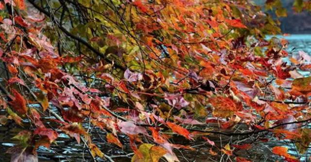 头条|再有人说广西没有秋天，就把这条微信甩给TA看！