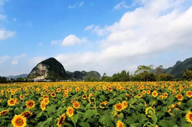 头条|再有人说广西没有秋天，就把这条微信甩给TA看！