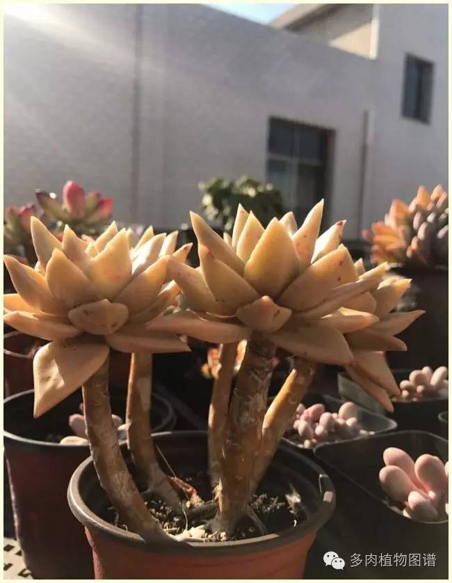 才离家半个月，回来后看到家里的多肉一阵狂喜~