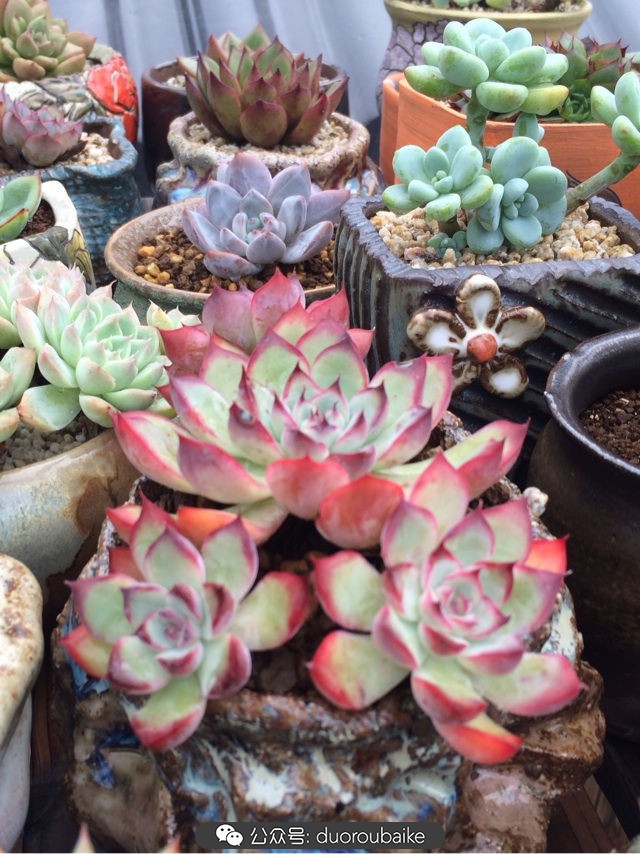 台风来了多肉已搬到安全的地方,台风来了多肉植物搬不动