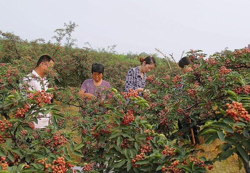 汉源花椒和陇南大红袍哪个好,韩城大红袍和汉源花椒哪个好