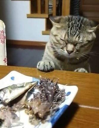 萌宠萌图第735：喵星人偷吃主人放在桌子上的食物