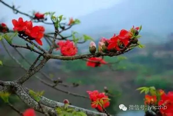 写给母亲的千古情,写给母亲的百封家书