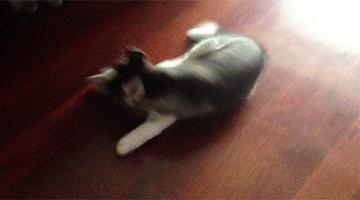 哈士奇作死撩猫咪，却被猫咪打掉牙，真丢狗脸