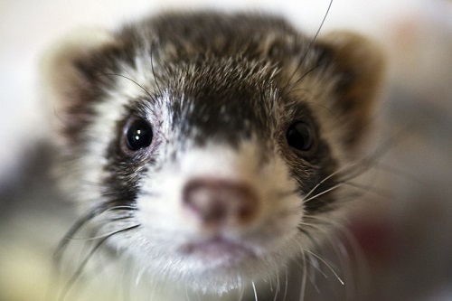 宠物貂怎么那么臭,宠物貂臭是什么原因