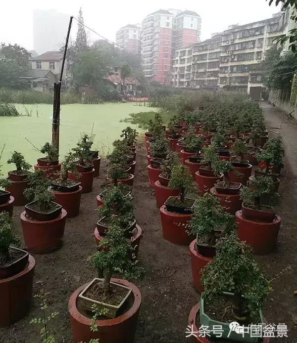 蚊母盆景的养殖方法,盆景中华蚊母的小叶叶片图片