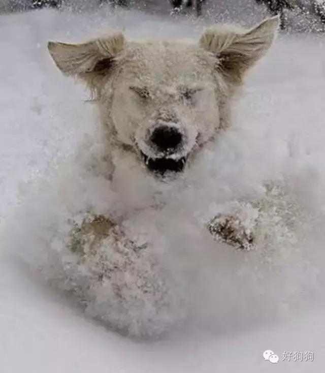 下雪天狗狗会怎么样,下雪天狗狗应该注意什么