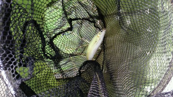 小河钓起一条“翘嘴”仔细一看我笑了