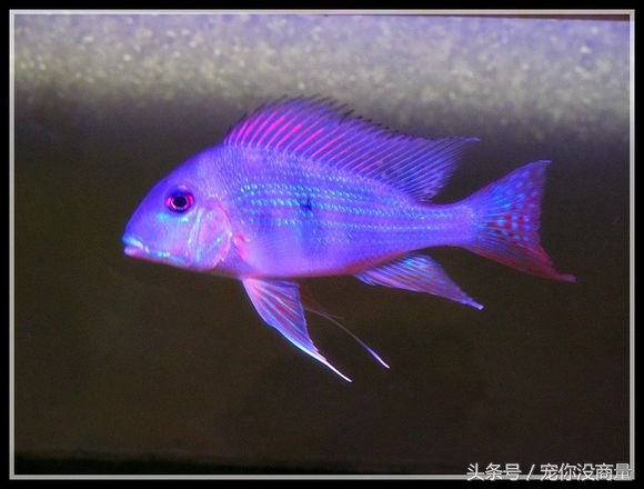 买的硝化细菌真的管用吗,喜尊硝化细菌真的和假的怎么鉴别