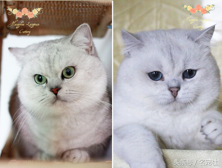 蓝氏猫咪猫粮,蓝氏猫粮猫舍版