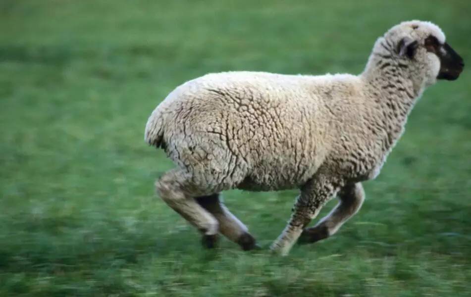 怎么辨别皮革的真假,认识人造革与真皮