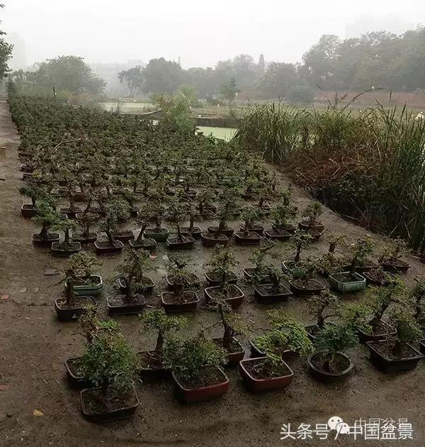 蚊母盆景的养殖方法,盆景中华蚊母的小叶叶片图片