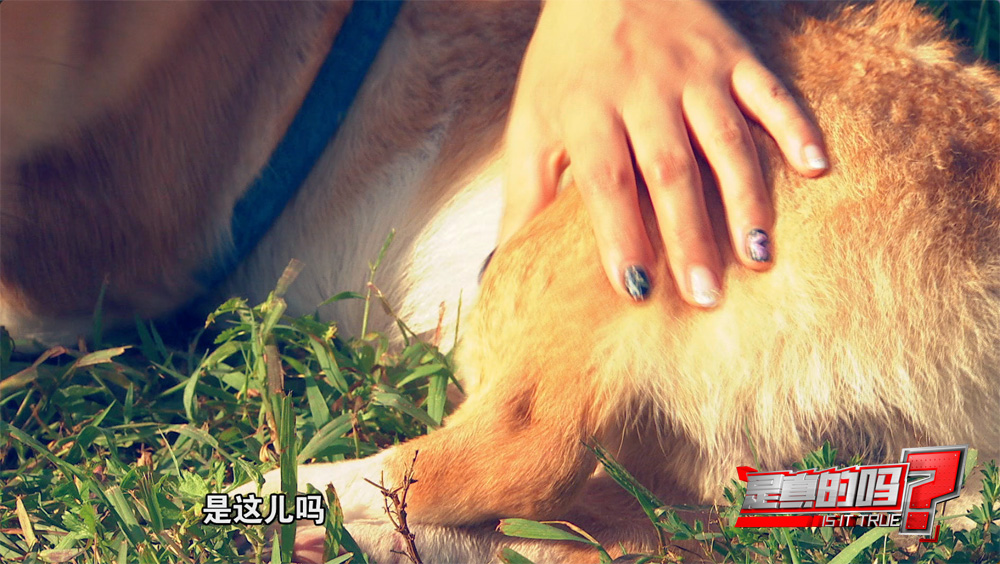 小狗的耳朵怎么会朝后,小狗正常站立脚是朝外的吗