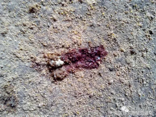 春季猪腹泻的治疗和预防,猪流行性腹泻的症状及防治措施