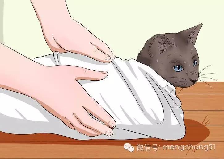 猫咪拉肚子应该怎么办,猫咪拉肚子怎么治疗