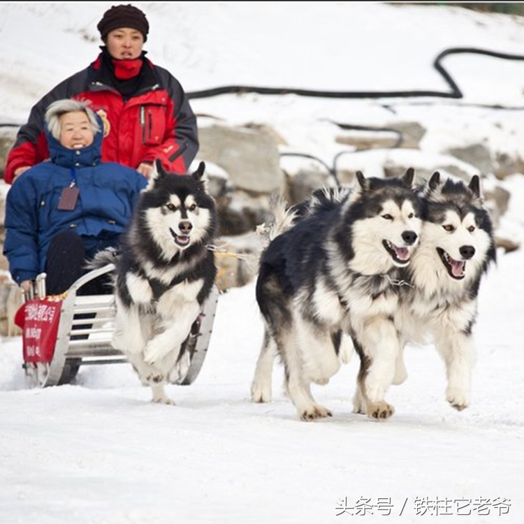 最快上车的阿拉斯加,来不及了快上车配音
