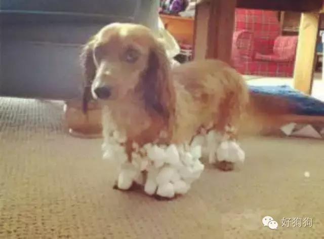 下雪天狗狗会怎么样,下雪天狗狗应该注意什么