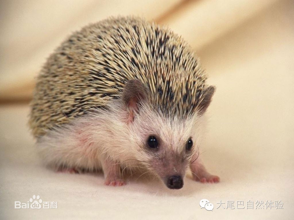 每天一种水果介绍山竹,每天一个水果是什么体验