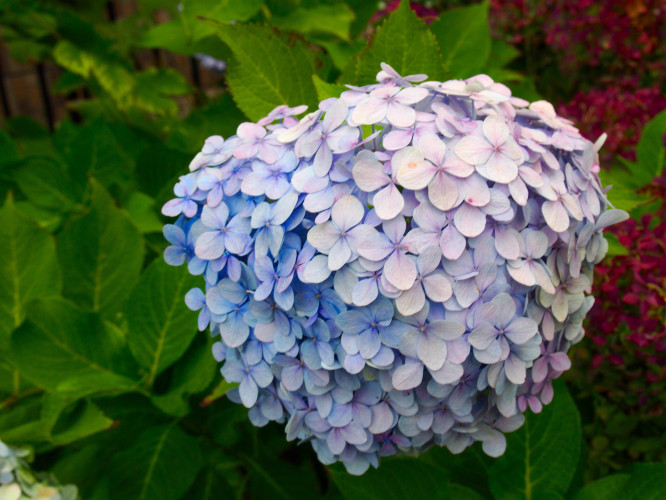 初秋日本快步东京，慢行北海道，泡汤美食8日