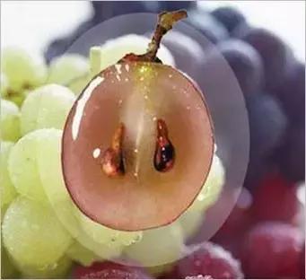 浆果治癌症怎么用,科学家发现消灭癌症的植物