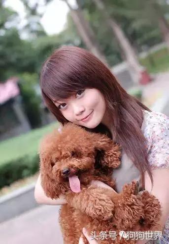 贵宾犬怎么养才好养,贵宾犬怎么养好呢