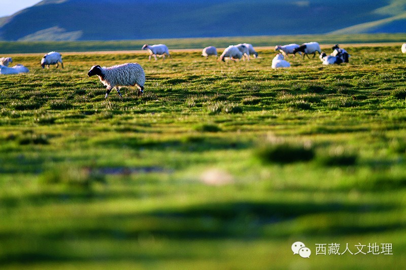 草原的风草原的雨草原的羊群歌谱,卓玛的羊群