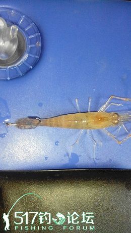鱼钩钓虾的方法技巧大全,虾子钓鱼正确挂钩