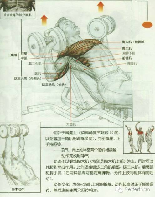 最全哑铃教学,手臂哑铃肌肉训练10个动作图解