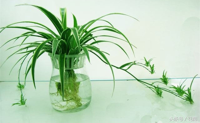 水培吊兰怎么才能长得更好,水培吊兰怎么长得茂盛