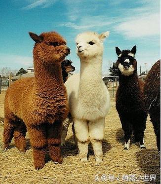 专程去动物园看兔狲,去动物园看牛马