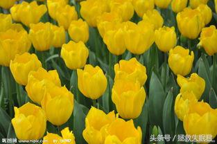 失眠的中药汤处方,严重失眠头痛中药处方