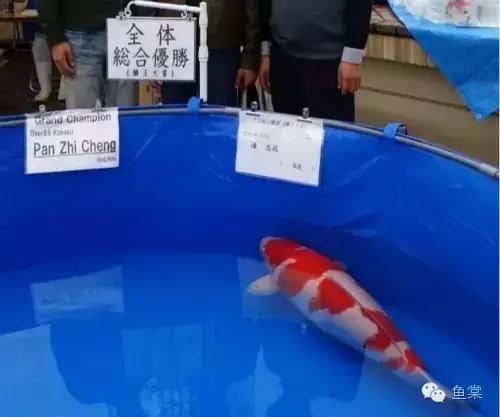 选锦鲤必须具备几个条件,挑选红白锦鲤你必须留意七个要点