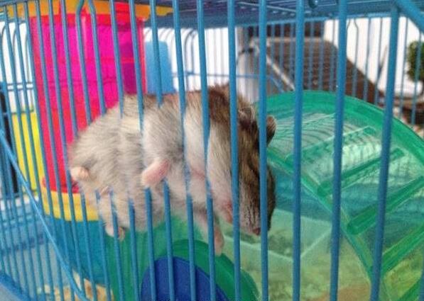 仓鼠就是贪吃爱睡的小萌物你真的都了解它们的习性吗？