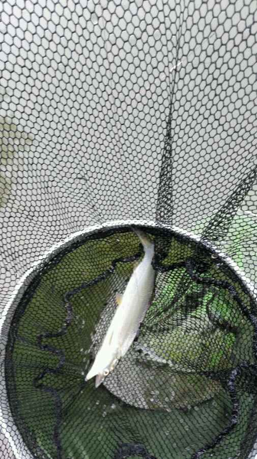 小河钓起一条“翘嘴”仔细一看我笑了