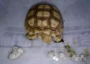 陆龟结石是什么样的,陆龟结石症状表现