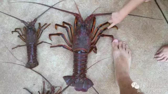 波士顿龙虾竟然是超大号小龙虾,波士顿龙虾绝对鲜活
