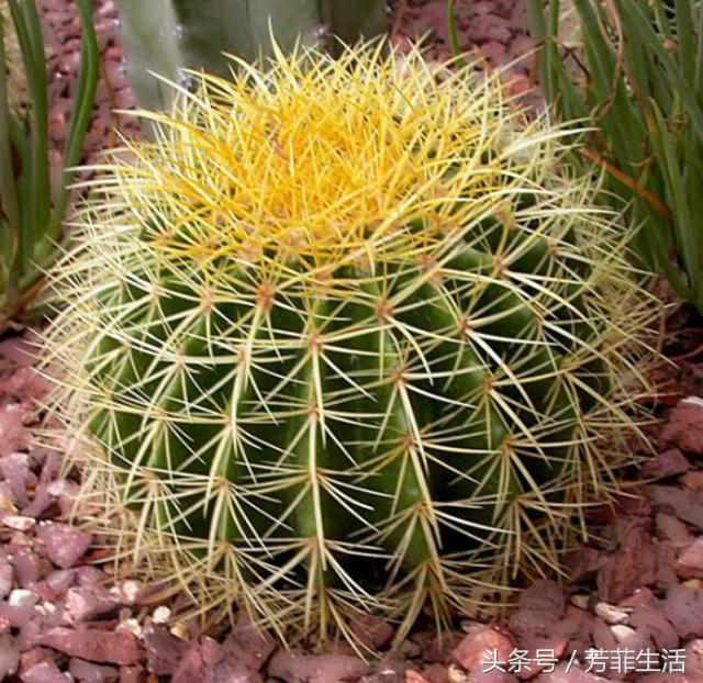 植物杀手，你知道仙人球要怎么养吗？