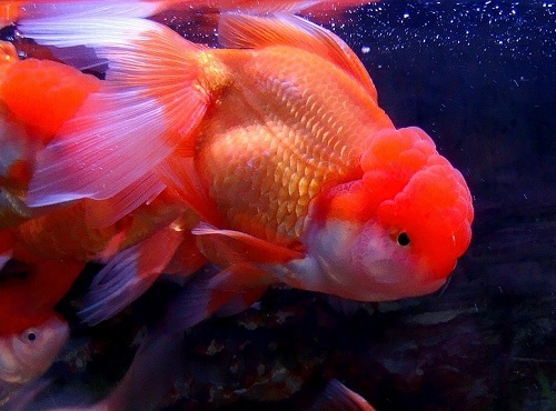 开缸到养水到养鱼新手全程教学,养鱼先养水的秘诀顺口溜