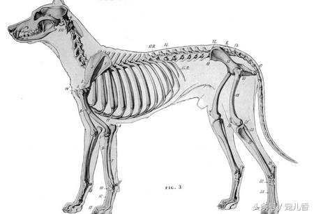 如何预防和缓解狗狗的关节问题,狗狗关节疾病怎么治疗