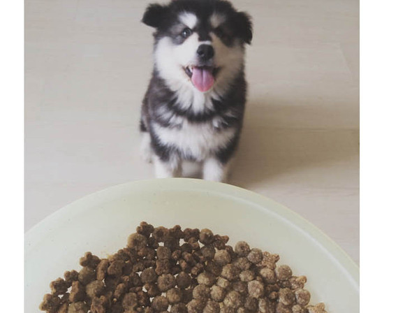 你真的知道该如何选择狗粮吗,如何选择合适的狗粮