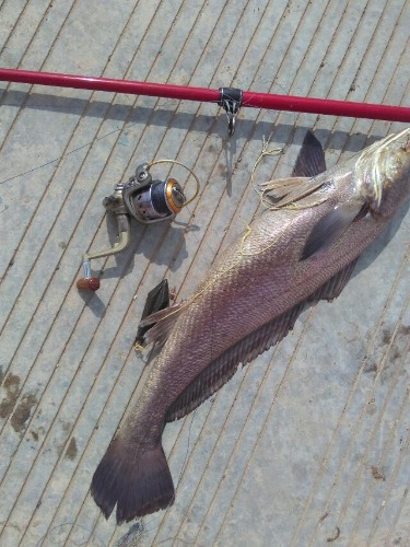 海钓米鱼讲解及示意图,海钓分析报告