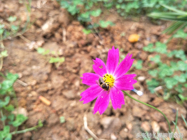 oppor9s测评什么处理器,oppor9s清新绿配置参数