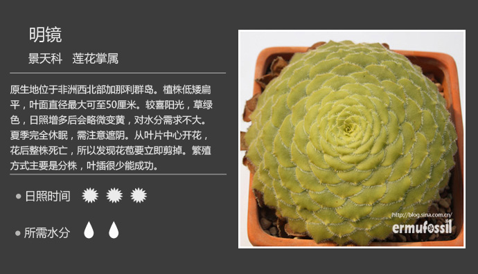 1000种多肉植物珊瑚图鉴,最全多肉品种图鉴