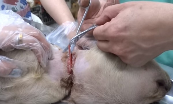 流浪狗整个头肿胀,流浪狗脸肿像猪一样