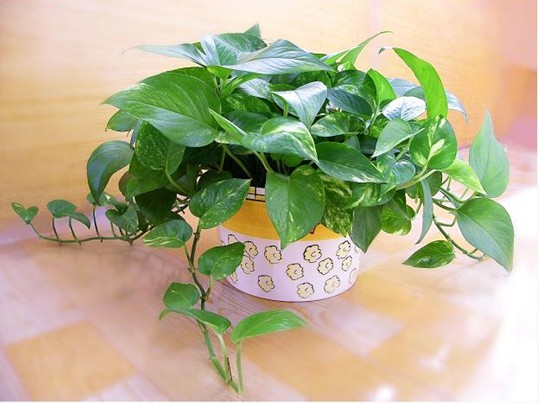 绿萝花卉养护知识大全图解,盆栽绿萝怎么养才能开花