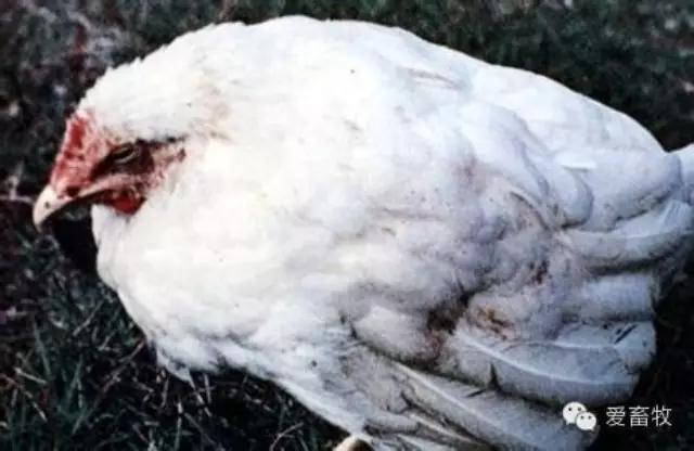 蛋鸡白血病怎么预防,蛋鸡白血病赔偿标准