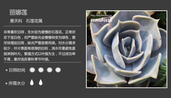 1000种多肉植物珊瑚图鉴,最全多肉品种图鉴