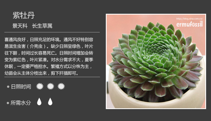 1000种多肉植物珊瑚图鉴,最全多肉品种图鉴