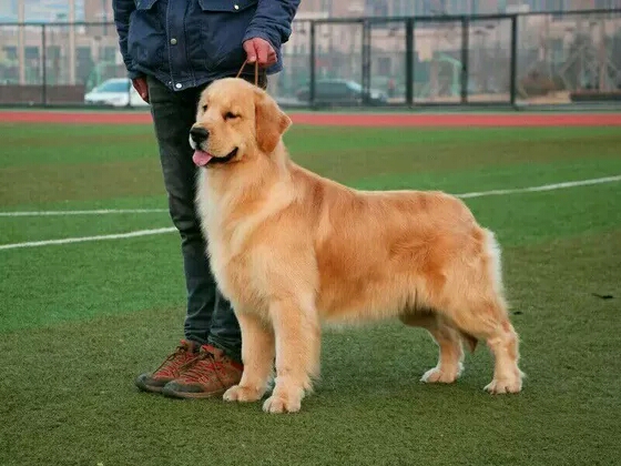 金毛繁殖的过程,金毛繁育过程