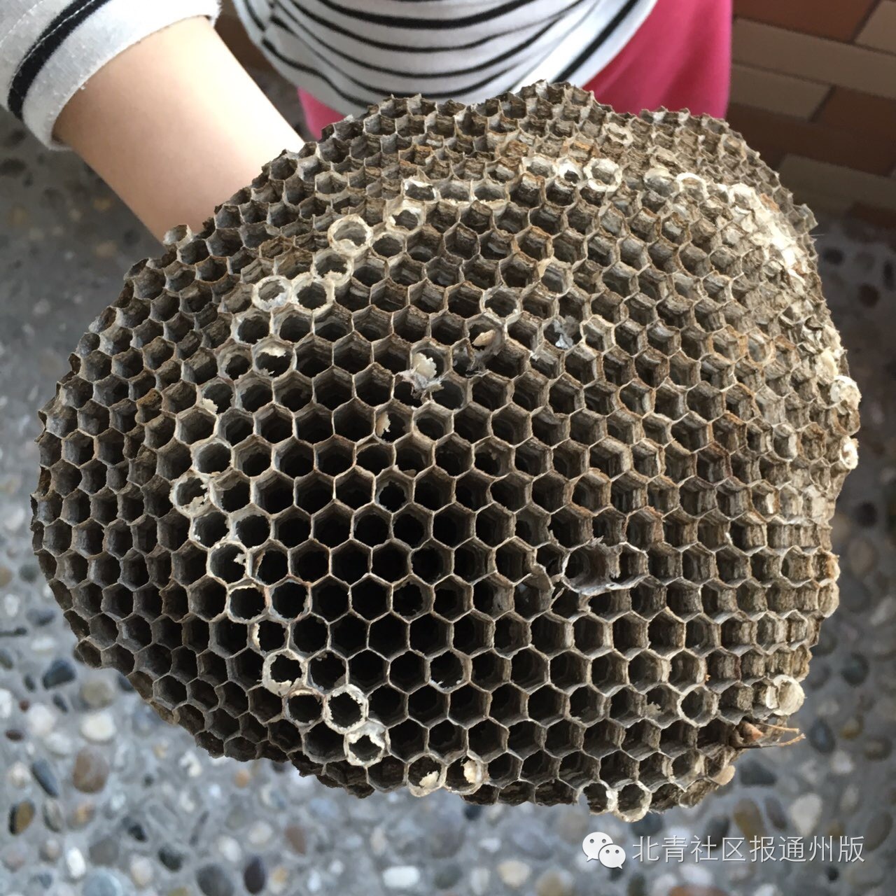 通州热线丨啥！通州一居民家发现足球大的马蜂窝？